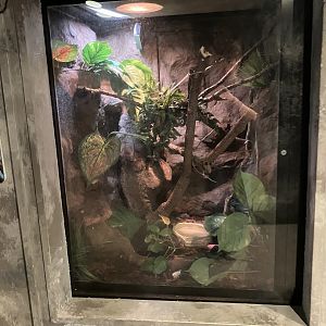 Toucan Ridge - New Caledonia Giant Gecko Exhibit