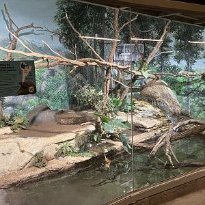 Toucan Ridge - Dwarf Caiman/Green Iguana/Yellow Spotted Amazon River Turtle Exhibit