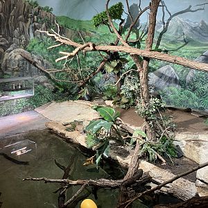 Toucan Ridge - Dwarf Caiman/Green Iguana/Yellow Spotted Amazon River Turtle Exhibit