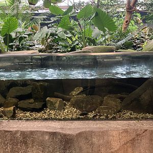 Toucan Ridge - Freshwater Stingray Exhibit