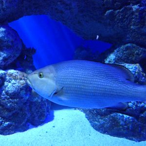 Two-spot Red Snapper (Lutjanus bohar)