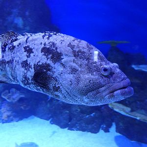 Flowery Cod (Epinephelus fuscoguttatus)