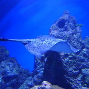 Round Ribbontail Ray (Taeniurops meyeni)