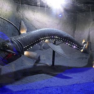 Sloane's Viperfish model