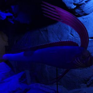 Giant Oarfish model
