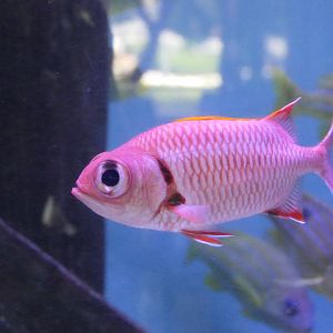 Soldierfish sp. (Myripristis sp.)