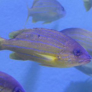 Five-lined Snapper (Lutjanus quinquelineatus)