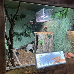 Toucan Ridge - Boa Constrictor Exhibit