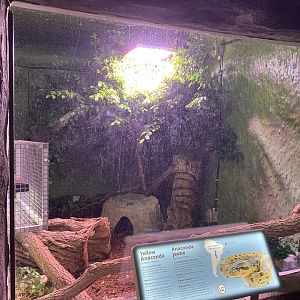 Toucan Ridge - Yellow Anaconda Exhibit