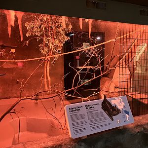 Toucan Ridge - Seba’s Short-Tailed Bat Exhibit