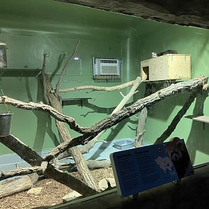 Toucan Ridge - Red Panda Exhibit