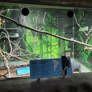 Toucan Ridge - Goeldi’s Monkey Exhibit