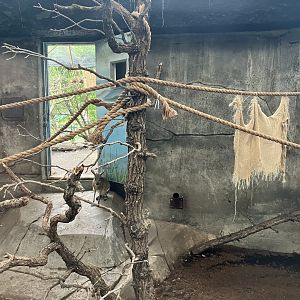 Toucan Ridge - Indoor Patagonian Mara/Guianan Squirrel Monkey/Blue-Billed Curassow Exhibit