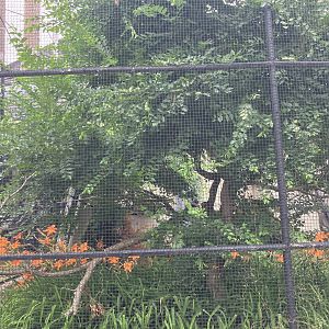 Toucan Ridge - Outdoor Guianan Squirrel Monkey Exhibit