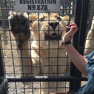 Lion truck experience 2016