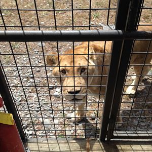 Lion truck experience 2016