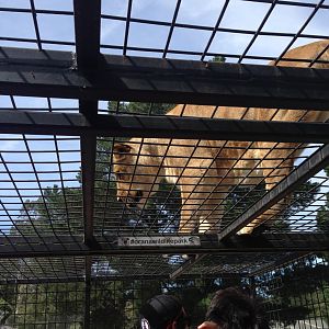 Lion truck experience 2016