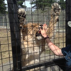 Lion truck experience 2016