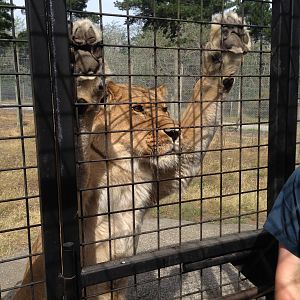 Lion truck experience 2016