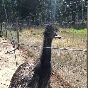 Emu 2016