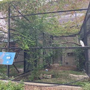 Toucan Ridge - Sulfur-Crested Cockatoo Exhibit