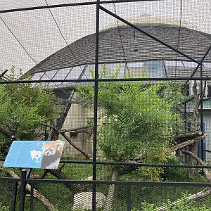 Toucan Ridge - Outdoor Red Panda Exhibit