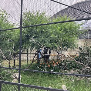 Toucan Ridge - Mourning Dove(?) Aviary