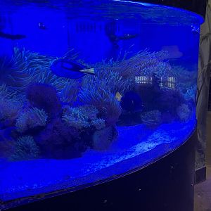 Kinsmen Discovery Center - Coral Reef Tank