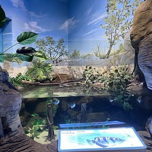 Kinsmen Discovery Center - Banded Archerfish Exhibit