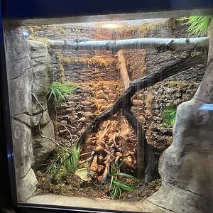 Kinsmen Discovery Center - New Caledonian Giant Gecko Exhibit
