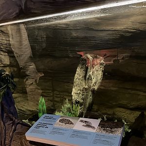 Kinsmen Discovery Center - Saddled Bichir/Spotted Ctenopema/Angel Squeaker Tank