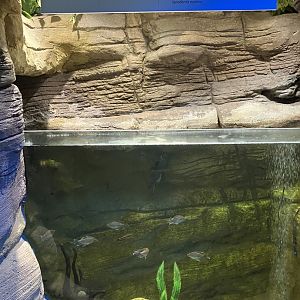 Kinsmen Discovery Center - Leopard Bush Fish/Congo Tetra/Featherfin Squeaker Catfish/Corydoras Catfish Tank