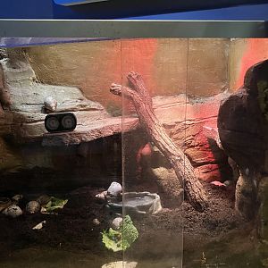 Kinsmen Discovery Center - Giant African Land Snail Exhibit