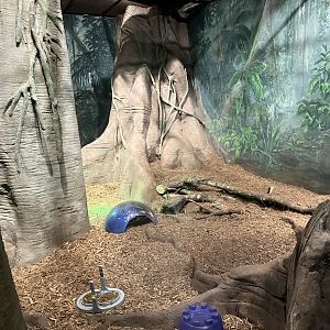 Kinsmen Discovery Center - Indian Star Tortoise Exhibit