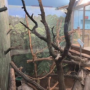 Kinsmen Discovery Center - Kinkajou Exhibit