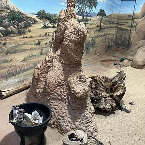 Kinsmen Discovery Center - Slender-Tailed Meerkat Exhibit