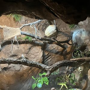 Kinsmen Discovery Center - Solomon Islands Skink