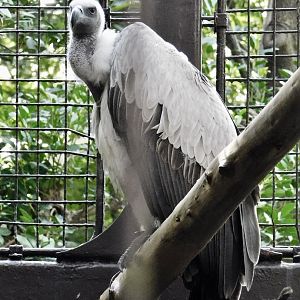 White-Backed Vulture (Gyps africanus) October 18, 2025