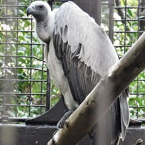 White-Backed Vulture (Gyps africanus) October 18, 2025