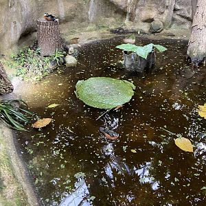 Rainforesthouse - African pygmy goose 2023