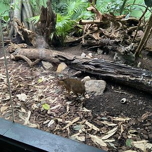 Rainforest house - Mouse Deer exhibith 2023