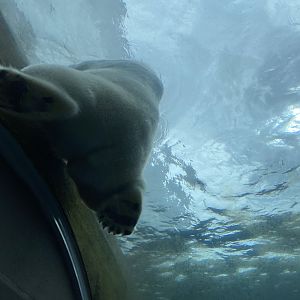 Arctic ring - Polarbear 2023