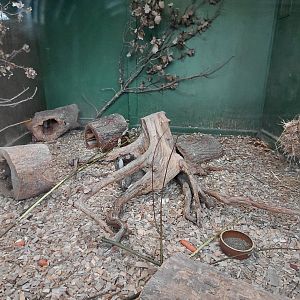 European rabbit exhibit