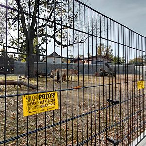 Przewalski's horse exhibit