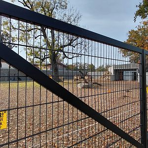 Przewalski's horse exhibit
