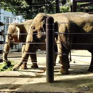 Asian Elephant (Elephas maximus) October 18, 2025