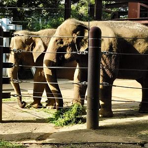 Asian Elephant (Elephas maximus) October 18, 2025