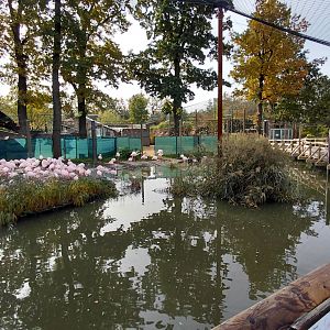 Greater flamingo exhibit