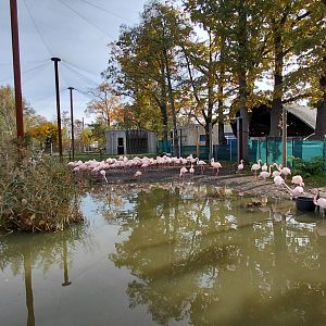 Greater flamingo outdoor exhibit