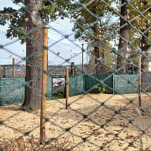 Greater flamingo outdoor exhibit